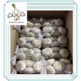 2016 crop china shandong province high quality garlic