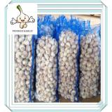 5.5 cm fresh garlic ,normal white ,packed in mesh bags ,cartons