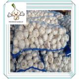 2015 China fresh normal white garlic hot sale with cheap price