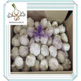 Factory Price Chinese Fresh Garlic Fresh Purple Garlic 500g Mesh Bag In Cartons