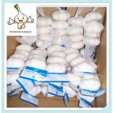 Natural Garlic With Good Quality In China garlic price for new crop natural garlic