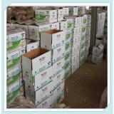 Fresh Crop Pure White Garlic 2015 new China garlic best quality garlic