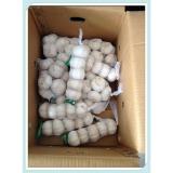 Fresh garlic in cold storage for sale 2015 New Crop Fresh Shandong Garlic