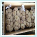 Fresh Red Garlic 5.0CM, Normal White 10Kg Carton, Super Garlic For Export