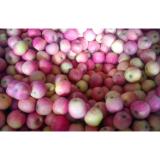 Cold Storage Fresh Red Fuji Apple , Delicious Sweet Pome Fruit