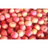 Red Fresh Organic Fuji Apple