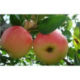 Nutritional Value Organic Vitamin Red Star Apple Preventing Lung Cancer