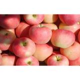 Natural Seasonable Fresh Organic Fuji Apple Vitamin C , Zinc Anti-Cancer, fruit extremely resistant storage