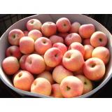 Sweet Fresh No Wounds Organic Fuji Apple Contains Vitamin C , Vitamin B6, pericarp thick and tough