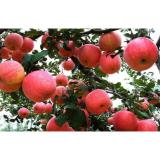 Crunchy Juicy Sweet Red Fuji Apple 0.15kg From Pollution Free