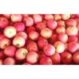 Juicy Crisp Fresh Red Fuji Apple Quercetin / Epicatechin For Vegetable Shop