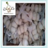 Chinese Fresh Garlic--6 years processing experience trustworthy