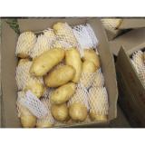 Good Quality Fresh Seed Organic Potatoes Containing Vitamin C