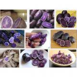 Long Purple Organic Potatoes Good Taste With Rich Nutritions
