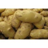 White Skin Shandong Holland Potato Rich Nutritions For Storing