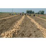 Rich Nutritions White Organic Potatoes No Insect For Cold Storage