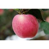 Carbohydrates 13.81g fresh red Organic fuji apple quarenden nutrition health the World's Healthiest Foods Fuji apple