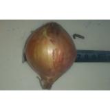 Brown Sweet Natural Fresh Onion Health Benefits For Anticancer , Antioxidant Properties, Onion white, spindle-shape