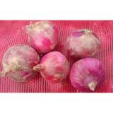Red Natural Fresh Onion Flate And Round Shape Contains Folic Acid , 50mm - 90mm, onion reddish scales