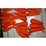 Fresh Crunchy Organic Carrot
