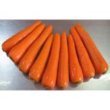 Fresh Crisp Organic Carrot