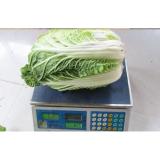 Napa Chinese Cabbage Fresh New Harvested , No Pesticide Residue Contains Folates