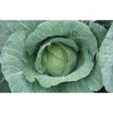 Crunchy Round Chinese Napa Cabbage With Dietary Fiber For Salads , Sandwiches, Improve human immunity