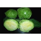 Eaten Raw Flavorful Chinese Napa Cabbage Contains Calcium , Iron For Burgers, avoid the flu