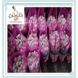 2016 fresh garlic cold stock china white garlic good quality good price