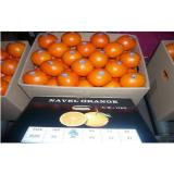 High Carotene Golden Sour Fresh Navel Orange Juicy For Children / Kids