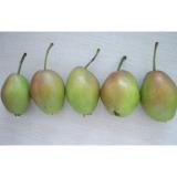 Max Red Bartlett Pear , Sweet Fresh Pears Health With High RDA, Golden color appearance